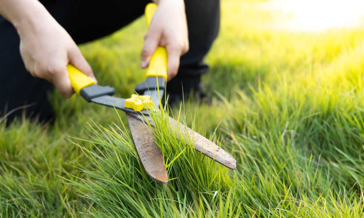 Cut the grass